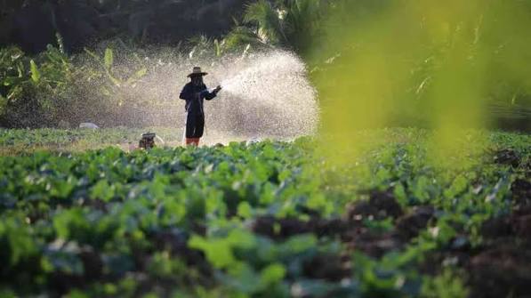 Herbicide Resistance: Why Evolving Weed Science Matters for Agrochemical Procurement
