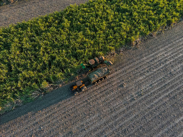 Brazil’s Sugarcane Biorefinery: A Model for Renewable Ethanol and Sustainable Feedstocks