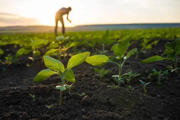  Agricultural Groups Backed Bayer's Position in the Roundup Preemption Case