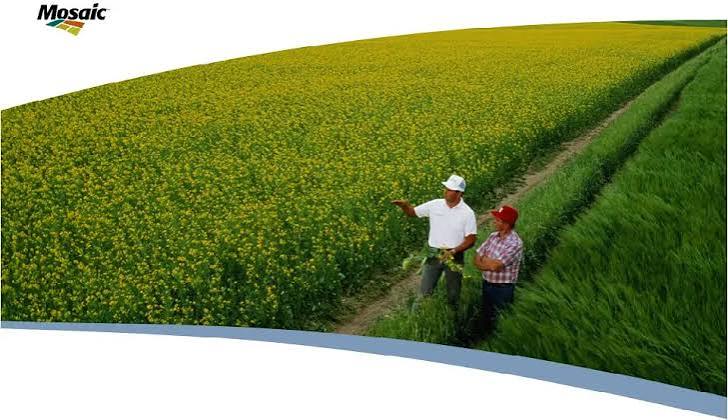 Ranking Mosaic's Segment Performance: Potash Steady, Phosphate and Fertilizantes Weak