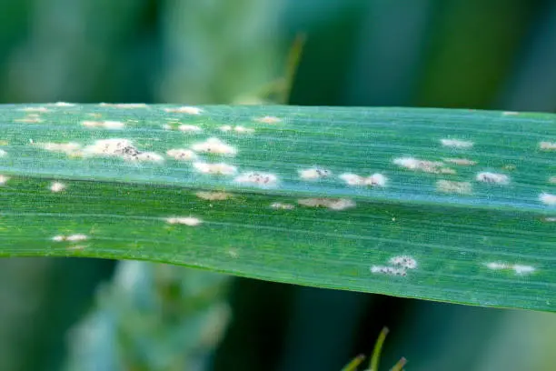  Measles Resurgence Offers a Cautionary Parallel for Agrochemical Resistance Management