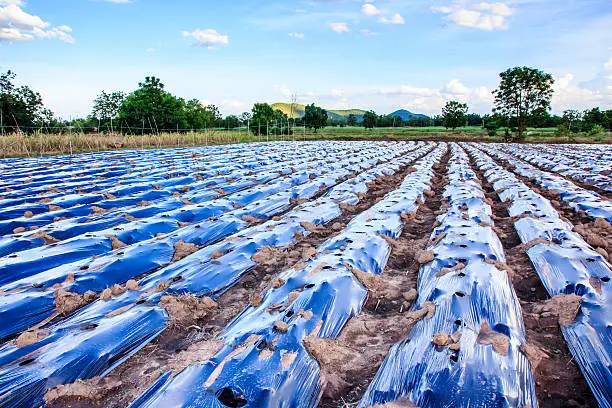 Genomatica's BDO Technology Has Limited but Real Overlap With Biodegradable Agricultural Films