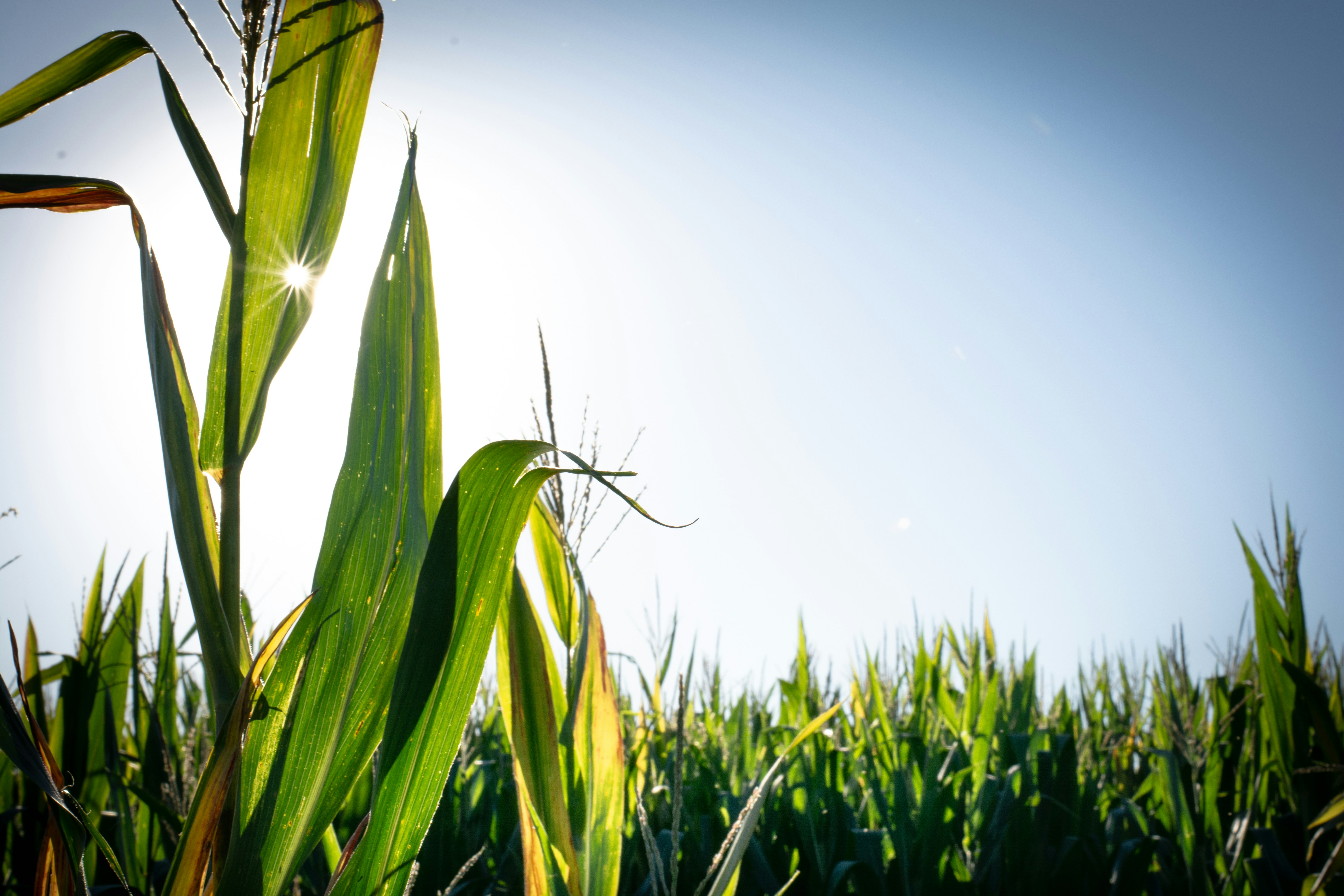 FDA Leadership Transition Carries Direct Relevance for Agrochemical Registration Pathways