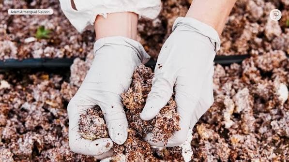 Fungal Enzyme PFAS Research Could Inform Future EPA Bioremediation Approval Pathways