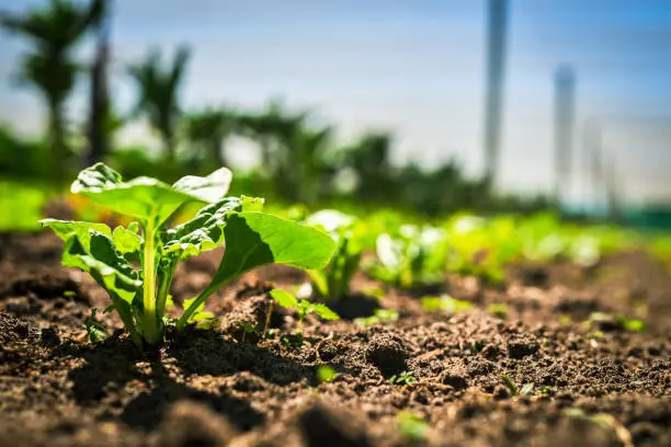 Clariant's New Finance Leadership Could Influence Agricultural Chemical Portfolio Investment