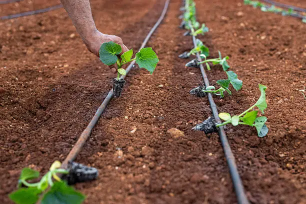 Novonor's Braskem Exit Could Reshape Brazilian Agricultural Chemical Supply Chain Investment