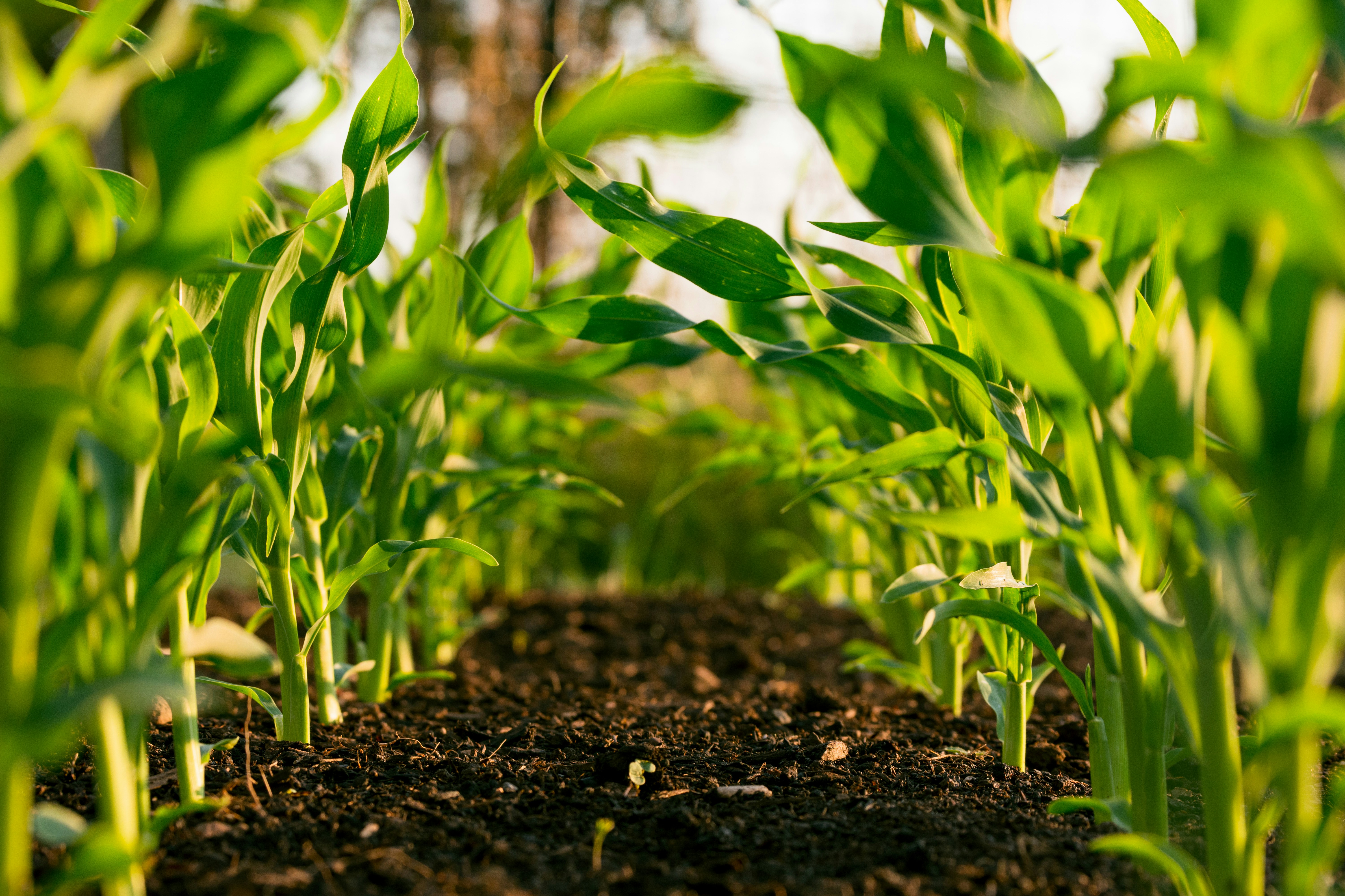 Sustainable Crop Protection Technology Wins ACS Green Chemistry Challenge Recognition