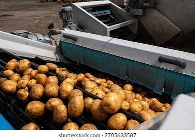 Potato Starch Demand Rising Across Processed and Frozen Foods: Supply, Pricing and Procurement