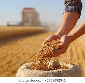 Wheat Starch vs Tapioca Starch: A Procurement and Cost Comparison