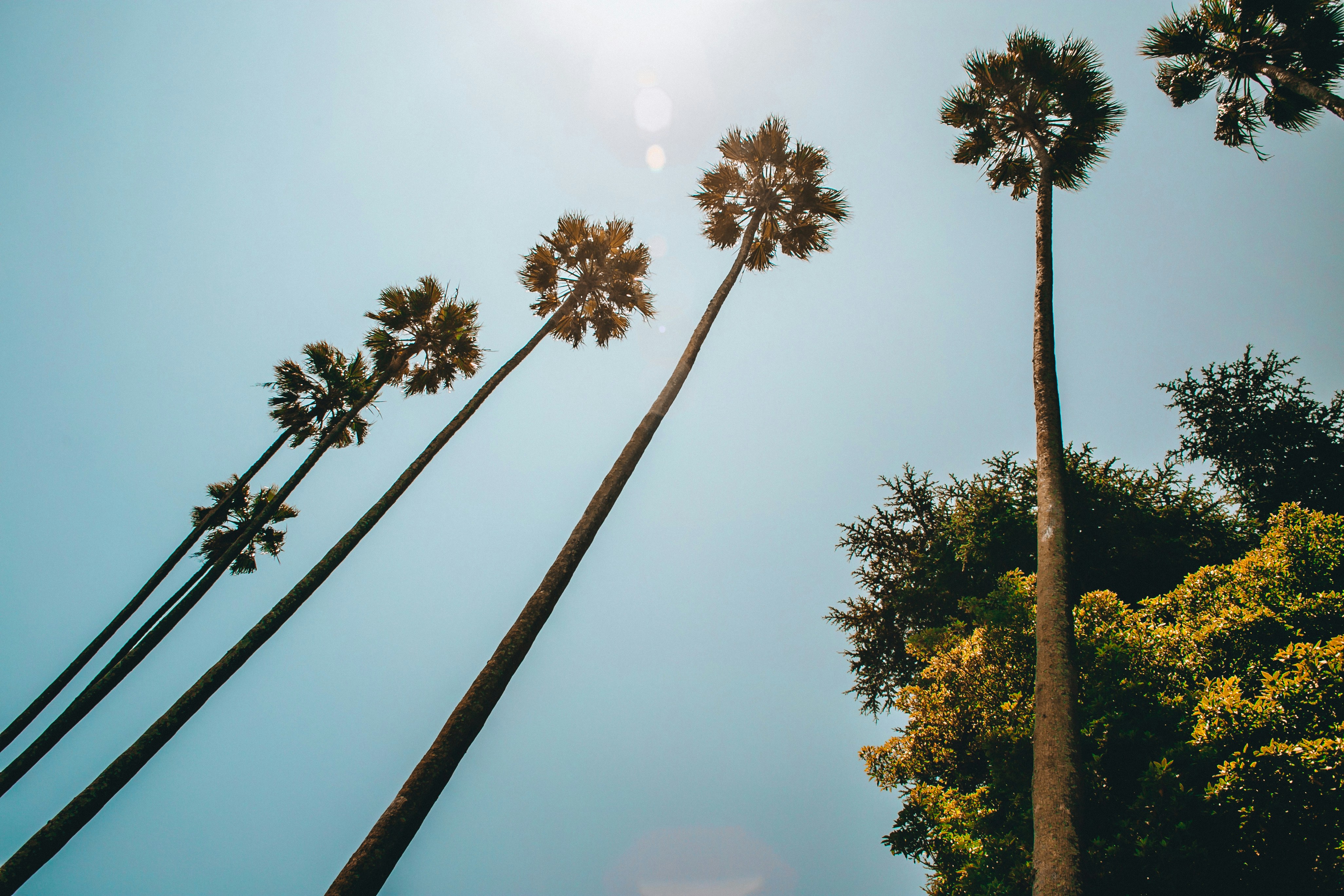 EU Deforestation Regulation Introduces Strict Traceability for Palm-Derived Oleochemicals