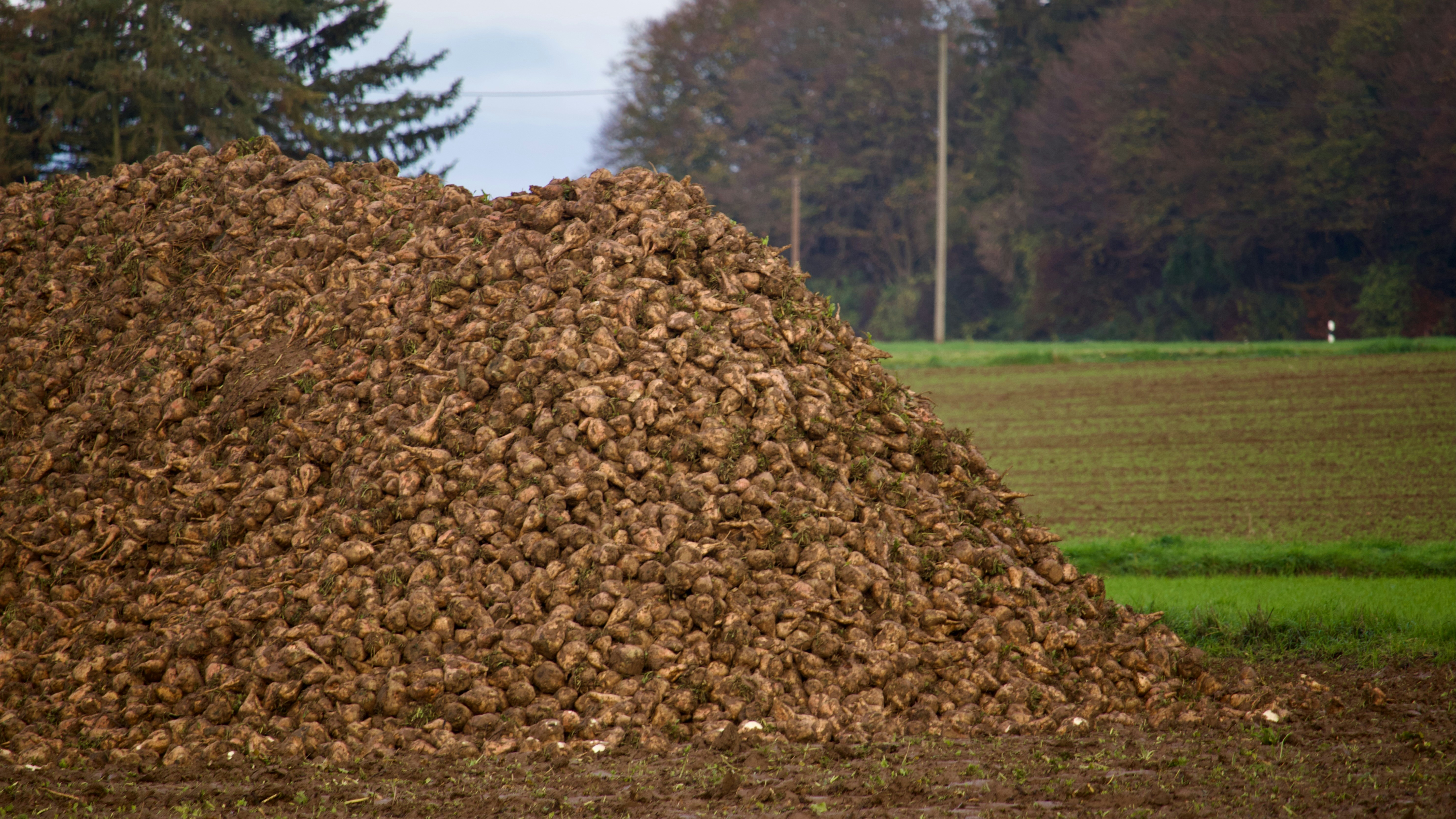 From Agricultural Waste to Valuable Chemicals: The Rise of Biomass-Based Feedstocks