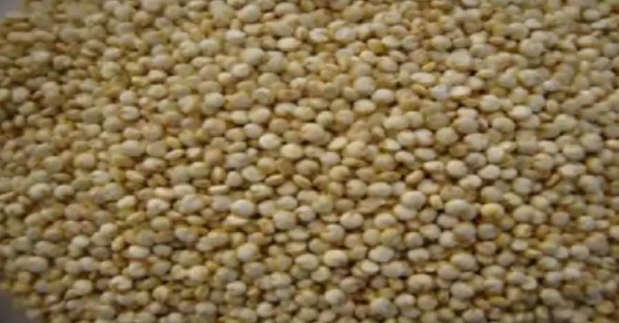 Conventional White Quinoa